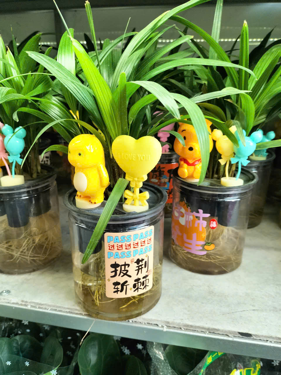 cây mật cật thủy sinh trồng chậu để bàn